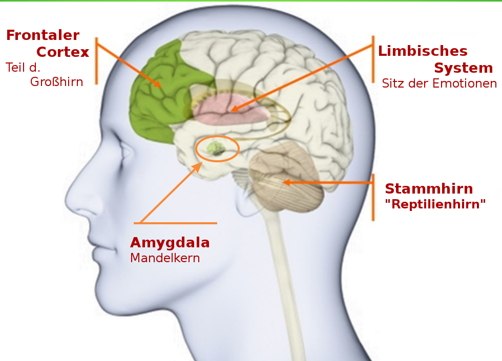 Wichtige Regionen des menschlichen Gehirns