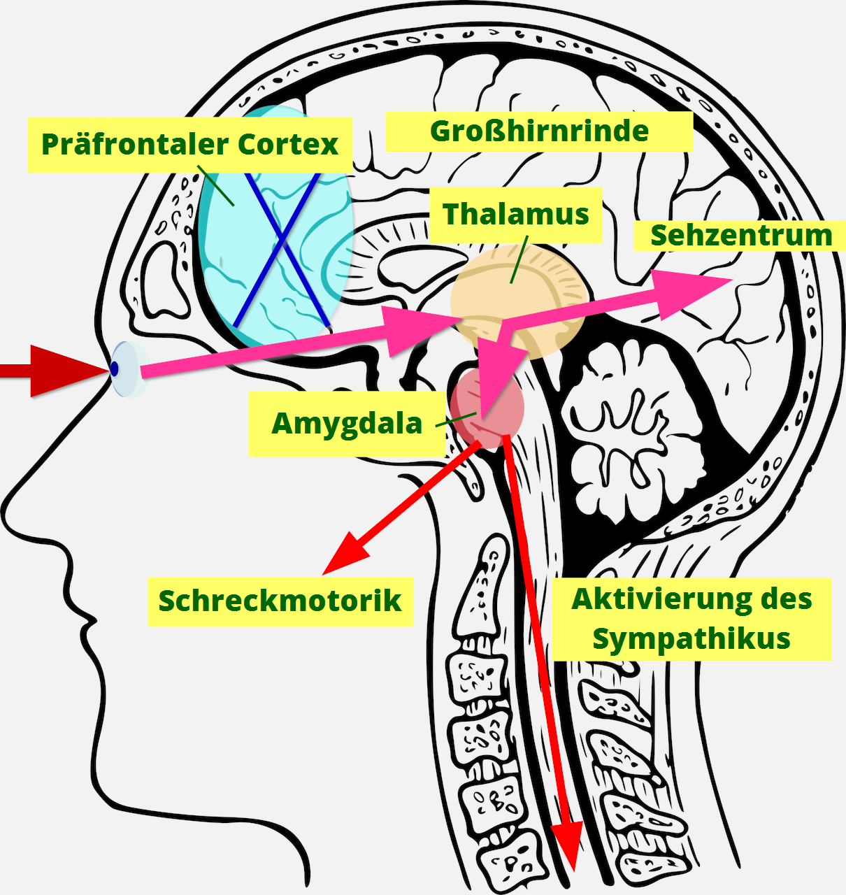 Reiz-Reaktionssystem im menschlichen Gehirn
